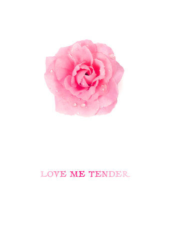 Postcard template with small artificial rose with dew isolated on a white backgroundの写真素材