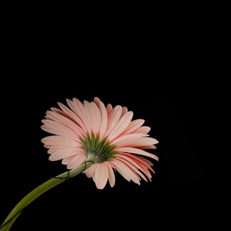 Pink natural gerbera isolated on a black backgroundの写真素材
