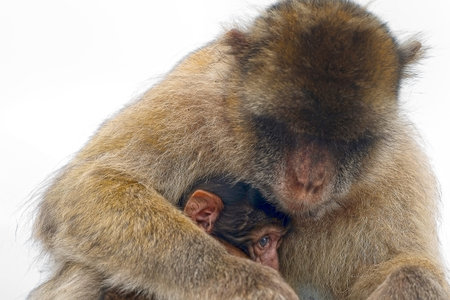 Barbary macaque (mother and cub) in Gibraltar, Gibraltar (British Overseas Territories)