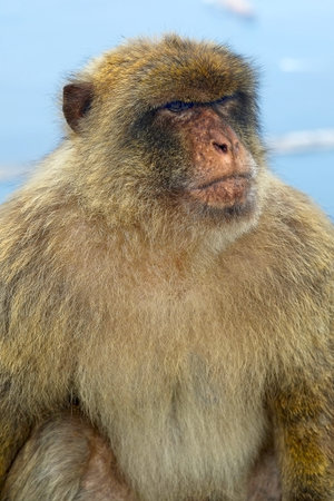 Barbary macaque in Gibraltar, Gibraltar (British Overseas Territories)