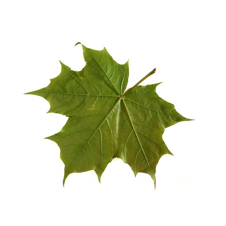 Maple leaf isolated on white background