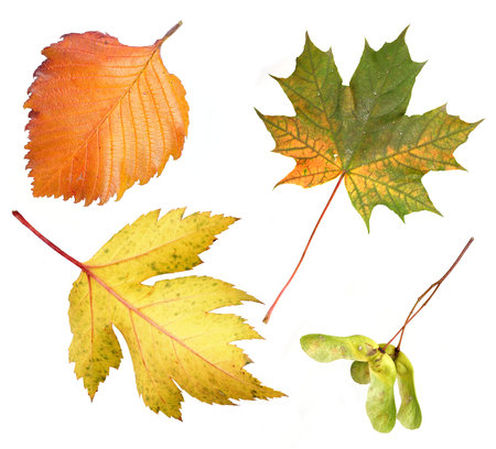 Set of colorful autumn leaves autumn isolated on a white background
