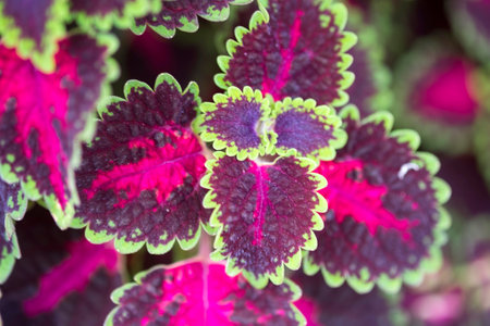 herbaceous shrub coleus. Natural isolated background in a botanical gardenの写真素材