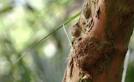 Background with a young shoot of a green fern in the subtropics