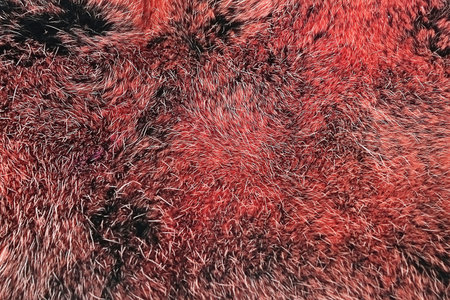 Soft and gentle warm natural red fur (isolated background)の写真素材