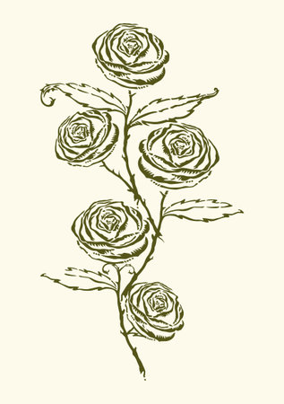 Vector drawing rose isolated on a white backgroundのイラスト素材