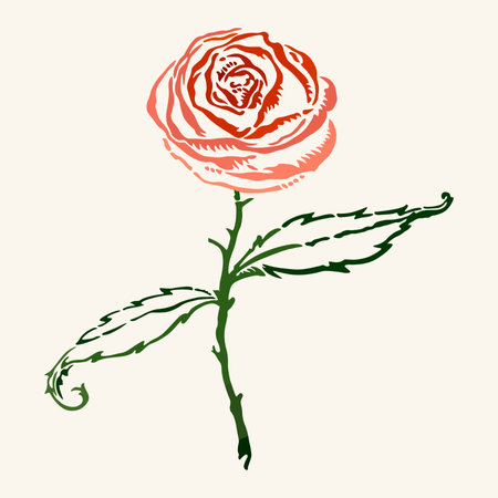 Vector drawing rose isolated on a white backgroundのイラスト素材