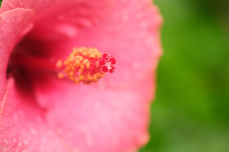 Pink hibiscus on a background of green leaves. Beautiful background for creating posters, banners and postcardsの写真素材