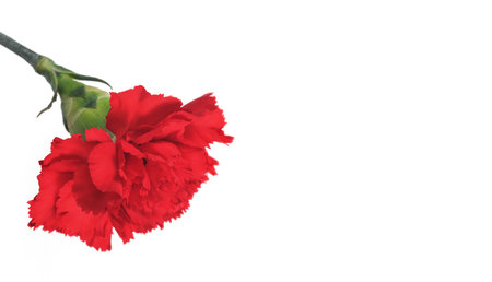 One red carnation flower isolated on white backgroundの写真素材