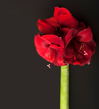 Red flower of blooming amaryllis isolated on black backgroundの写真素材