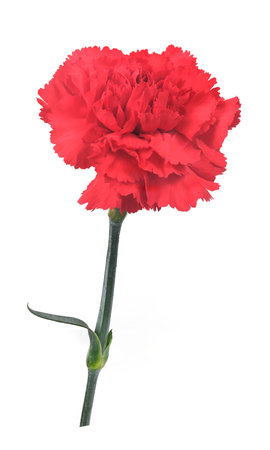 One red carnation flower isolated on white backgroundの写真素材
