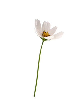 Blooming cosmos flower isolated on white backgroundの写真素材