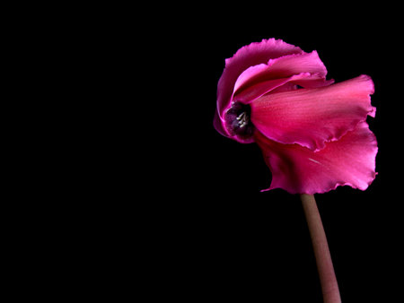 One flower of cyclamens isolated on a black backgroundの写真素材