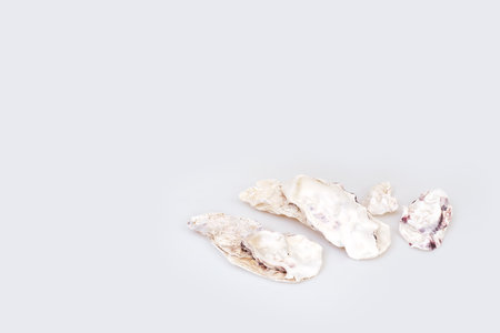 Natural sea shells isolated on a white backgroundの写真素材