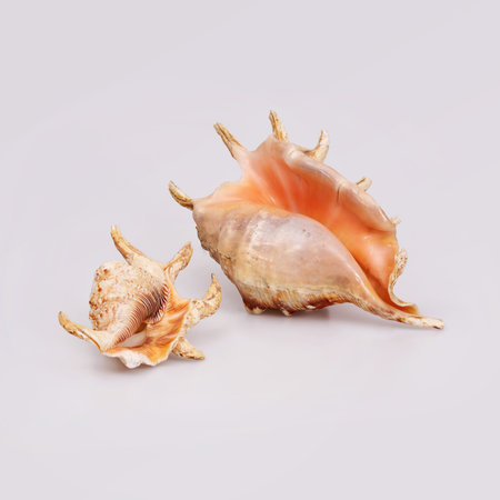 Natural sea shells isolated on a white background