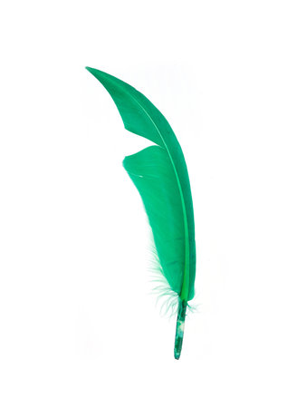 Green bird feather isolated on a white backgroundの写真素材