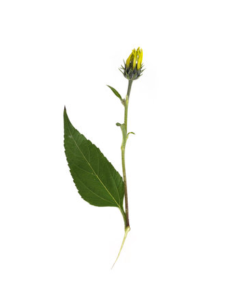 Blooming yellow flower isolated on white background