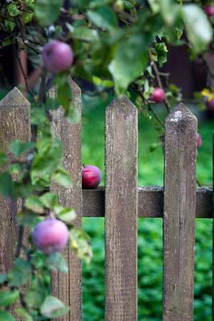Branches of an apple tree with apples near a village fence on a summer day