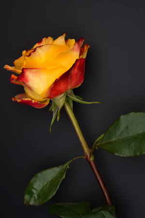 Natural rose isolated on a black backgroundの写真素材