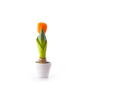 Lonely candle tulip in a vase isolated on white backgroundの写真素材
