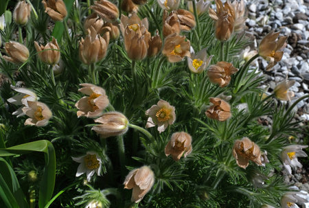 Blooming Pulsatilla (pasque flower). Natural isolated background in a botanical garden