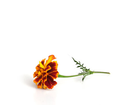 One natural red tagetes flower isolated on white backgroundの写真素材