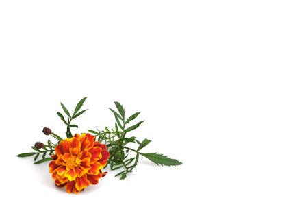 One natural red tagetes flower isolated on white backgroundの写真素材