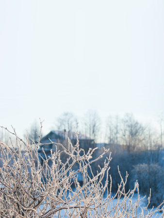 Snow-covered tree branches on a sunny winter day against a rural landscape