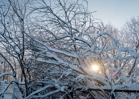 Winter snowy landscape in the field with the setting sunの写真素材