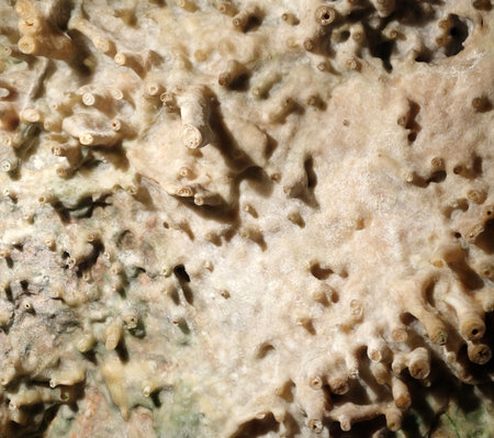 Cuevas del Drach (The Drach Caves) on island of Majorca, Balearic Islands, Spain with color illuminationの写真素材