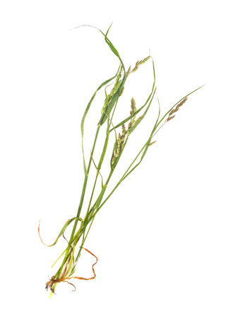 Cat grass (Dactylis glomerata) isolated on a white backgroundの写真素材