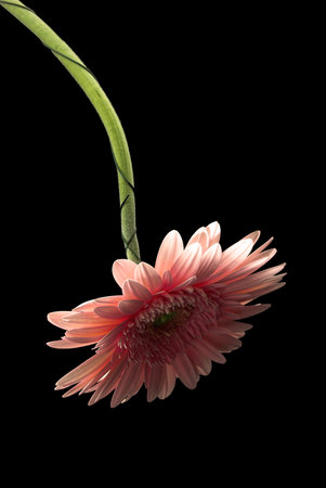 Pink natural gerbera isolated on a black backgroundの写真素材