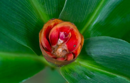 Blooming Costus curvibracteatus. Natural isolated background in a botanical garden