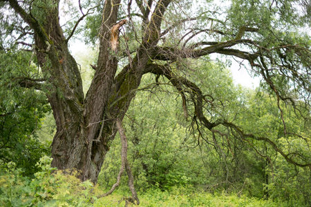Summer European landscape in the forest with an old tree