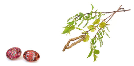 Easter poster template. Young tree branches and painted eggs isolated on white background