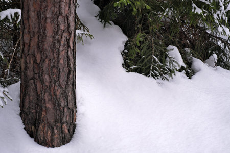 Nice view in cold winter forest with snow and snow-covered treesの写真素材