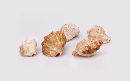 Natural sea shells isolated on a white background