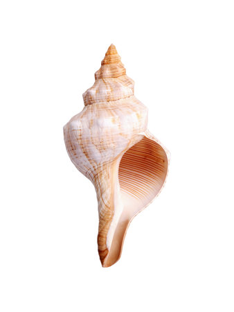 Natural sea shell isolated on a white background. Design element with clipping path