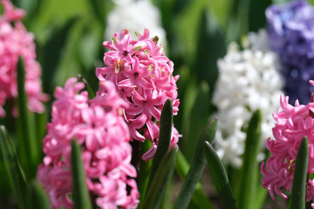 Macro of multicolored hyacinths - pink, white & blue varieties, close-up spring blooms, soft natural lightの写真素材