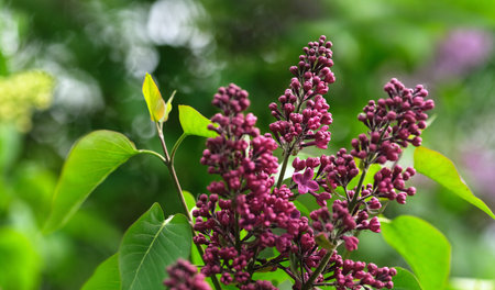 Blooming pink lilac in a summer garden. Isolated concept background