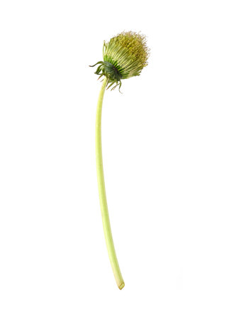 Fully bloomed yellow dandelion isolated on white backgroundの写真素材