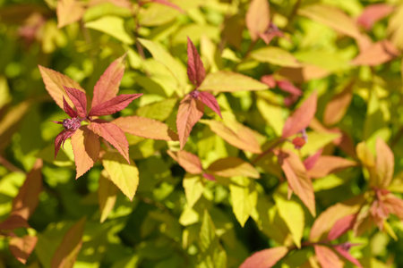 Japanese spirea in vibrant bloom. Natural yellow backgroundの写真素材