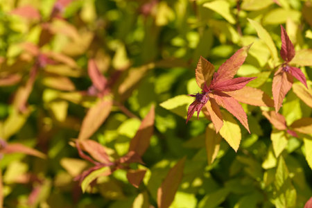 Japanese spirea in vibrant bloom. Natural yellow backgroundの写真素材