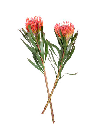 Leucospermum (pincushions) flowers isolated on white background, cutout ready