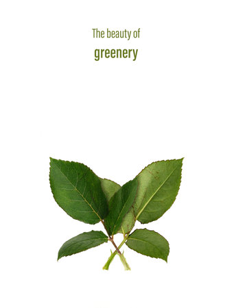 "The Beauty of Greenery". Minimalist Botanical Poster with Rose Leaves isolated on white background, cutout readyの写真素材