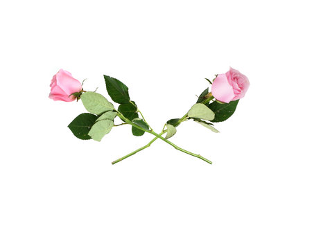 Two soft pink roses flower isolated on white background, cutout ready. extremely high resolutionの写真素材