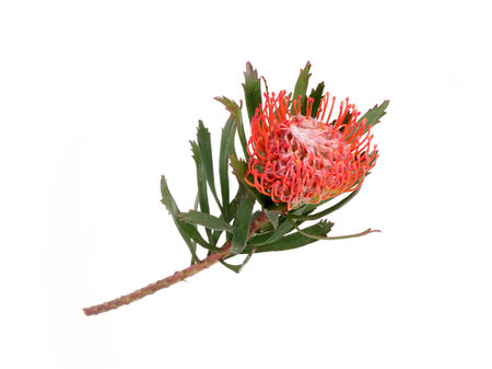 Leucospermum (pincushions) flower isolated on white background, cutout ready. Extremely high resolutionの写真素材