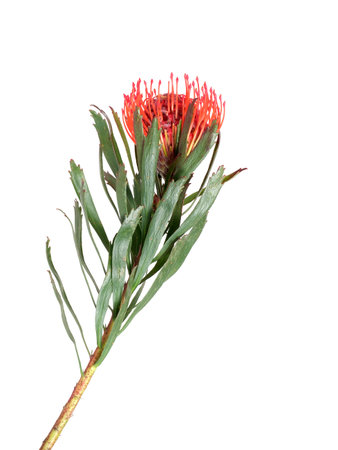 Leucospermum (pincushions) flower isolated on white background, cutout ready. Extremely high resolutionの写真素材