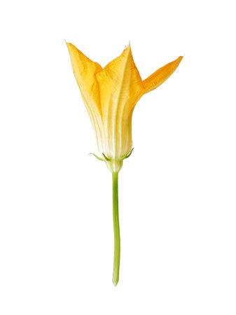 Vibrant yellow pumpkin flower macro isolated on white background, cutout ready. Extremely high resolutionの写真素材