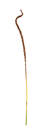 Dried plantain weed flower spike isolated on white background, cutout readyの写真素材